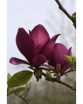 Magnolia hibrida Antje Zandee 